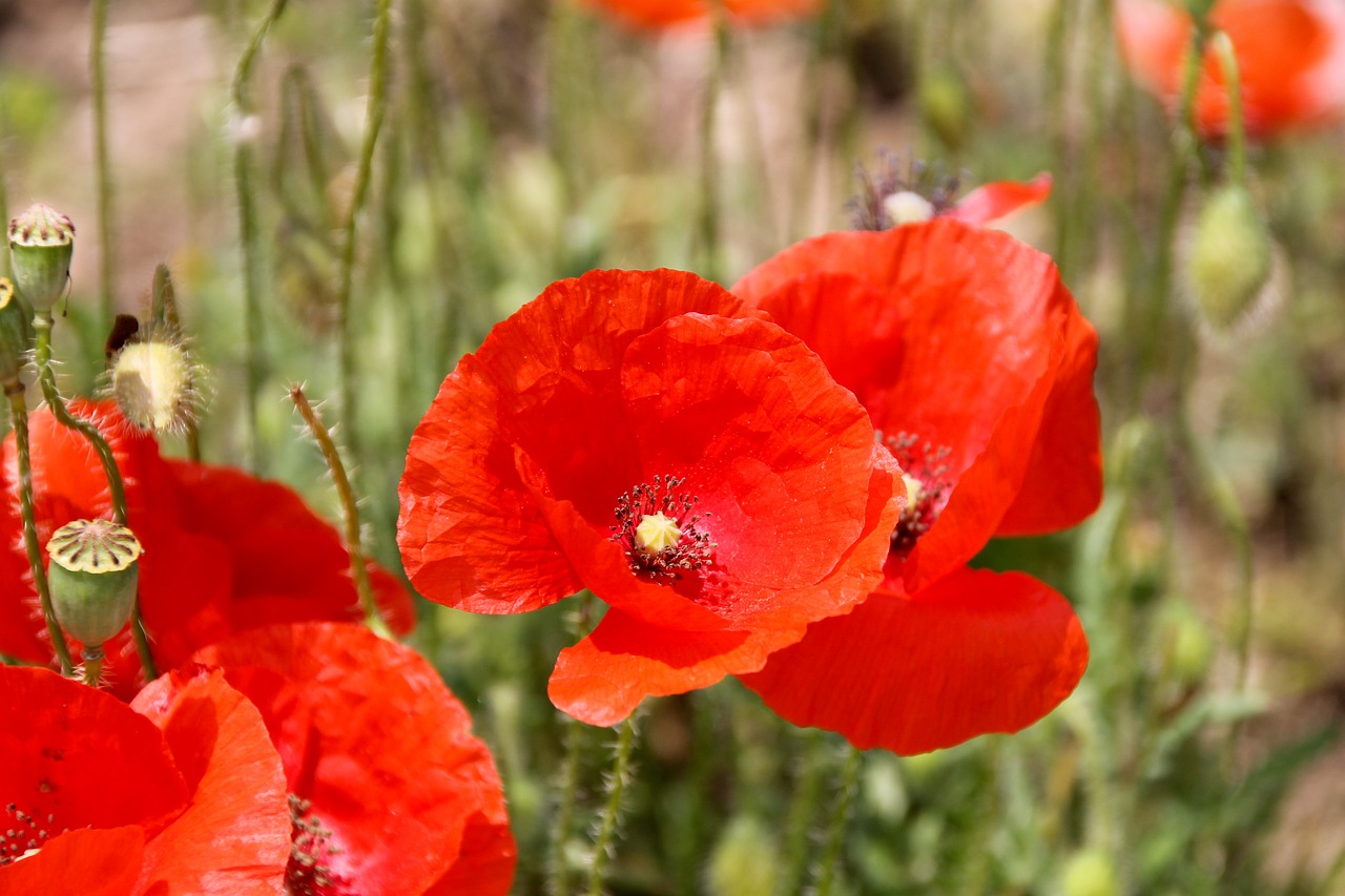 poppy red flower free photo