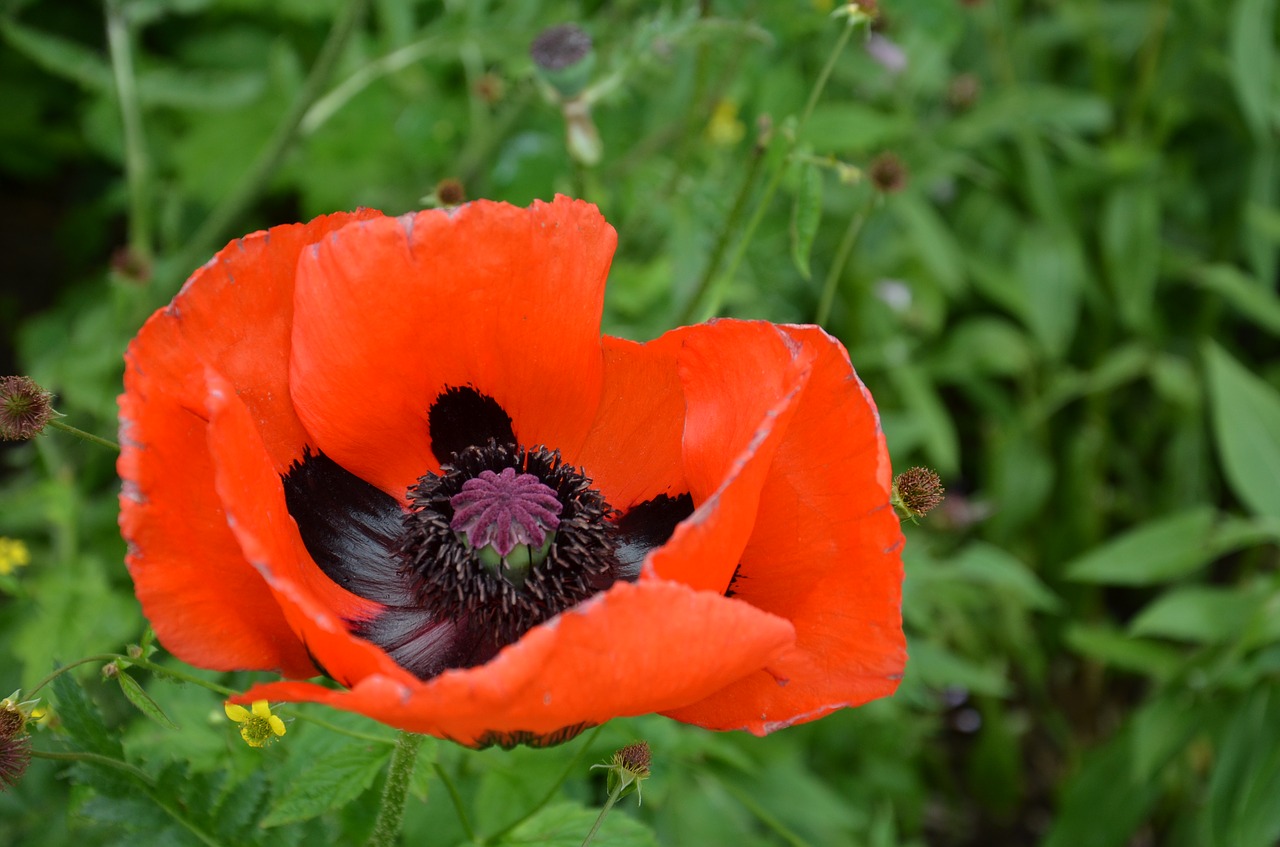 poppy red blossom free photo