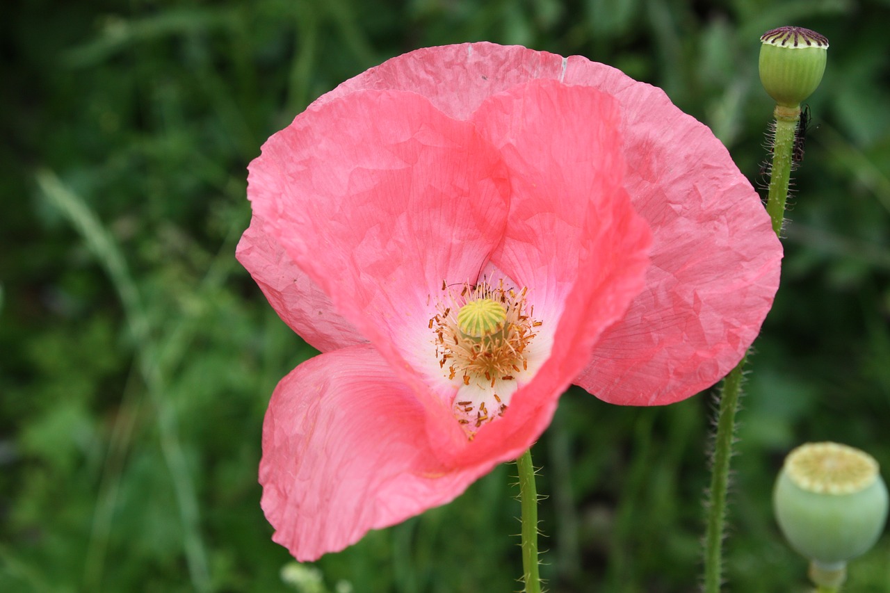 poppy pink dangerous free photo