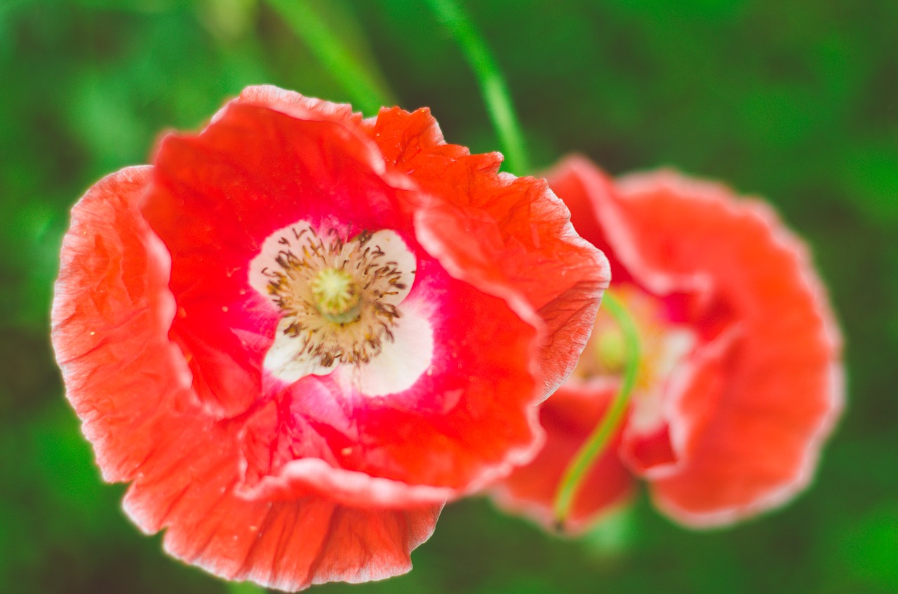 poppy red flower free photo