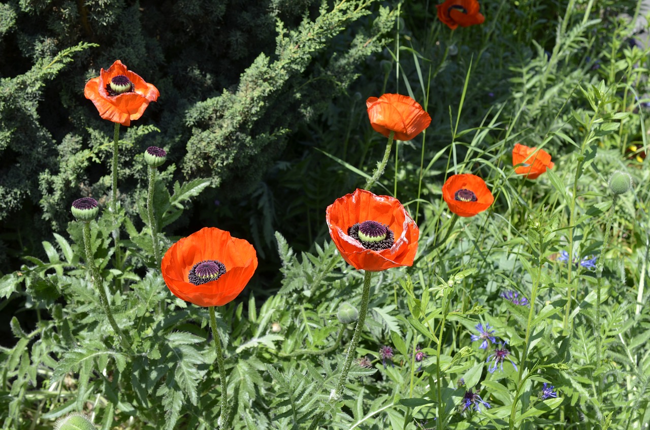 poppy flowers red poppy free photo