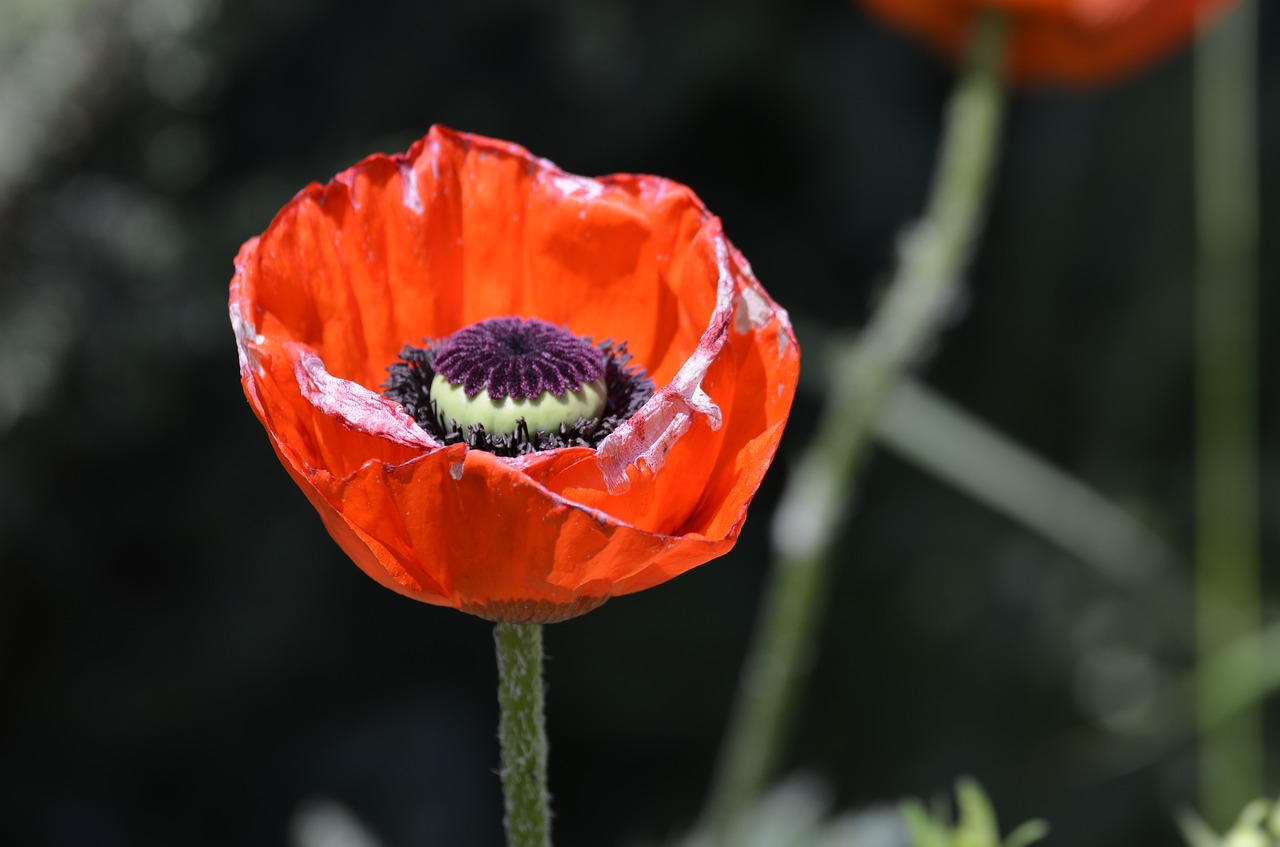 poppy flowers red poppy free photo