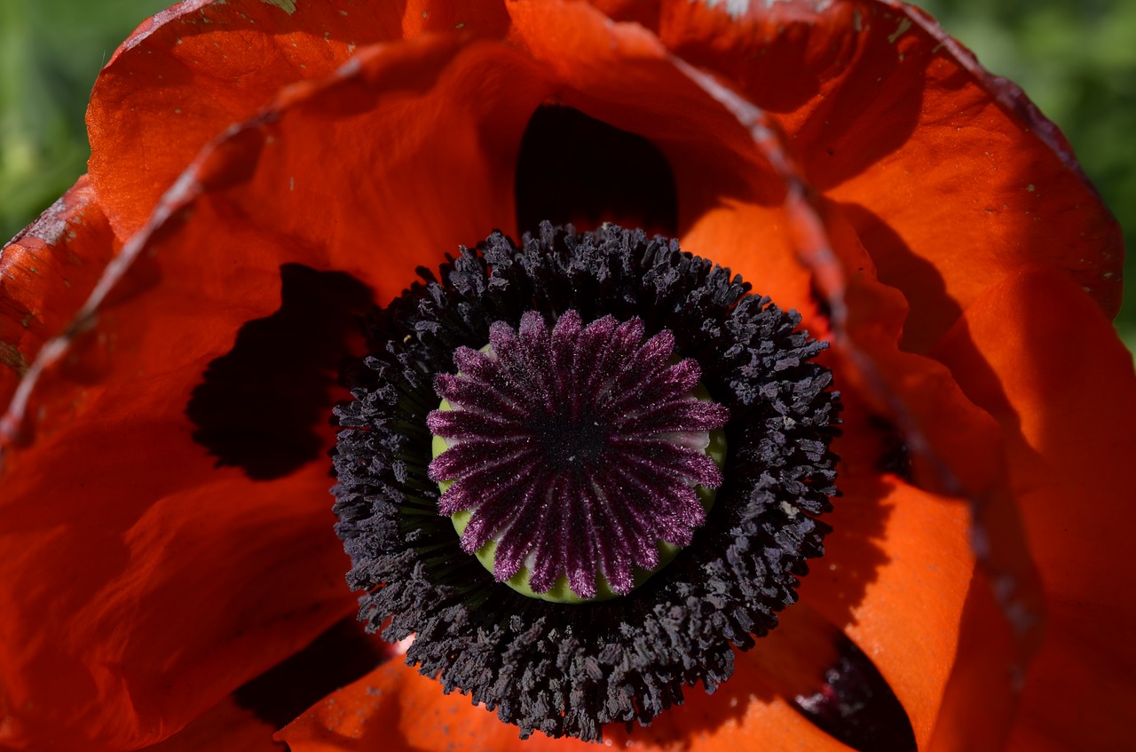 poppy flowers red poppy free photo