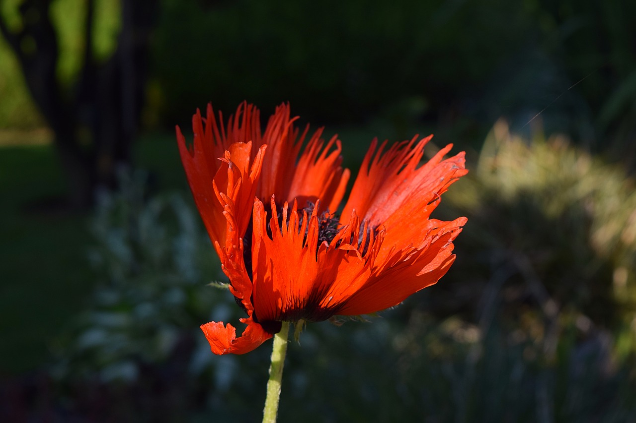 poppy flower poppy flower free photo