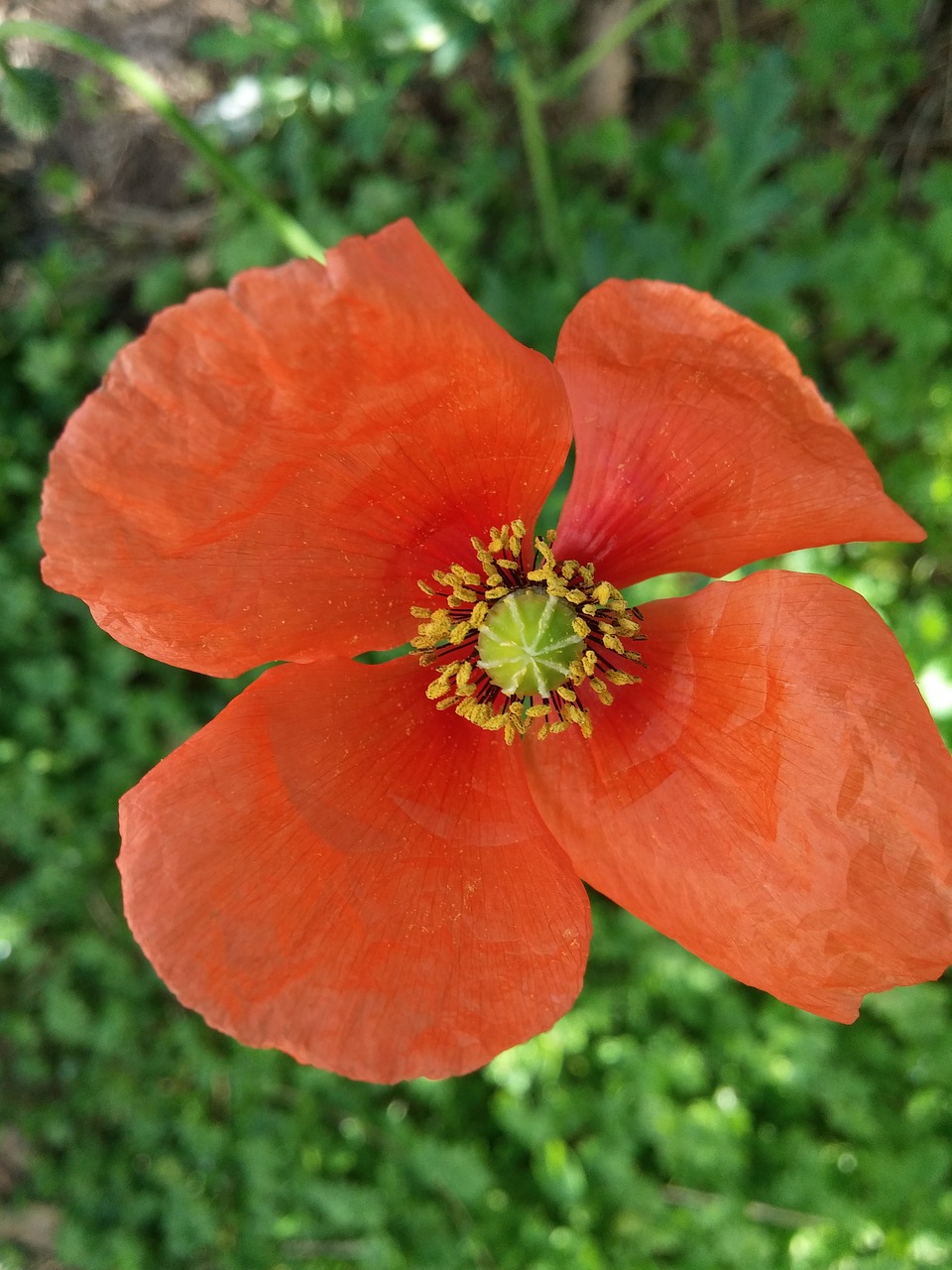 poppy flower poppy flower free photo