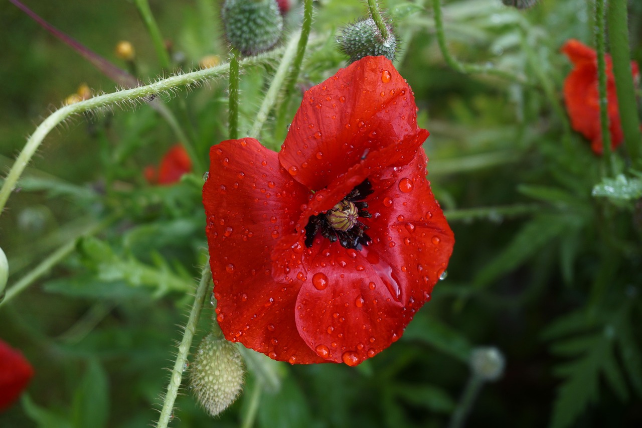 poppy flower red free photo