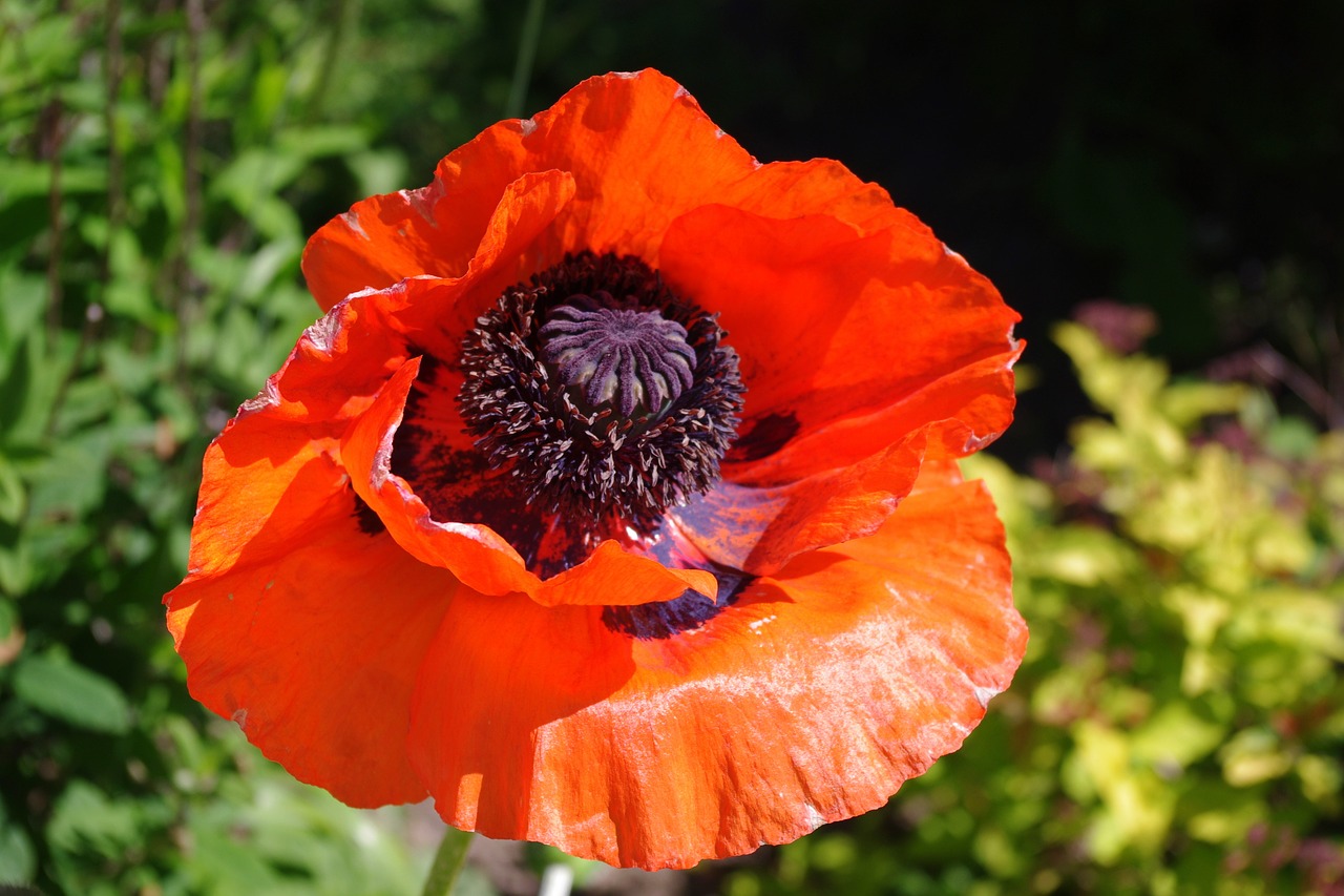 poppy red flower colorful free photo