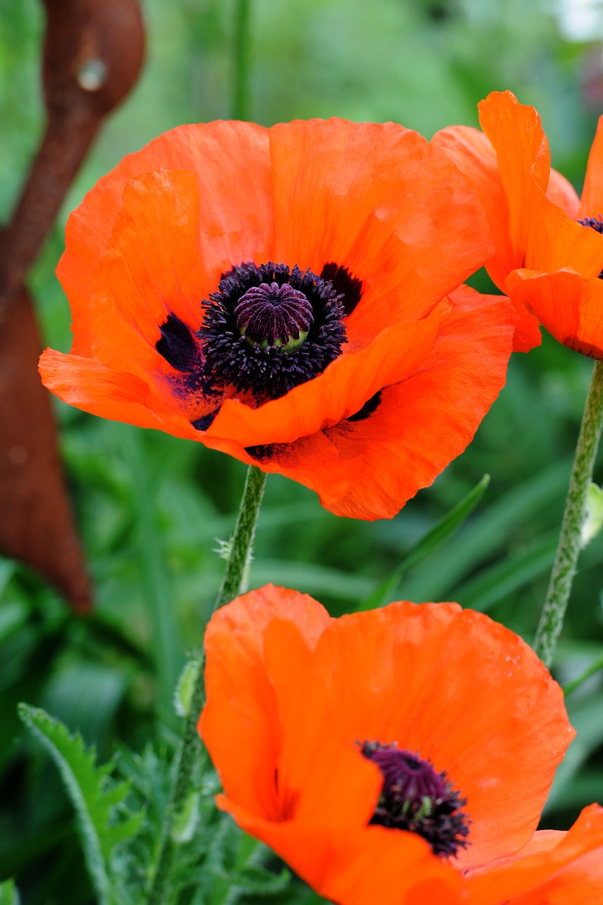 poppy flower close free photo