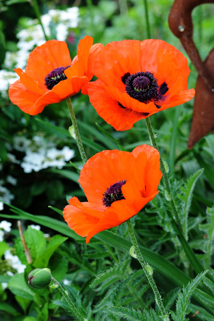 poppy flower blossom free photo