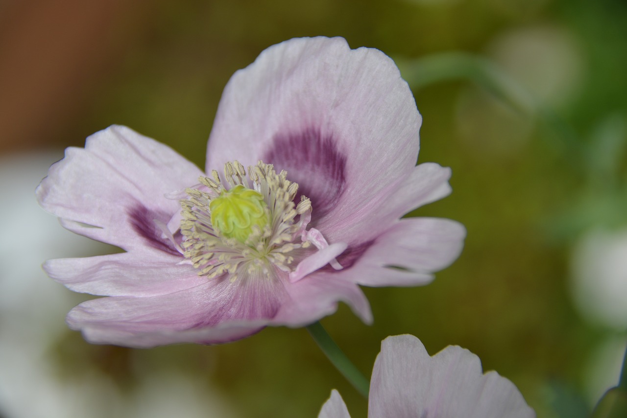 poppy flower nature free photo