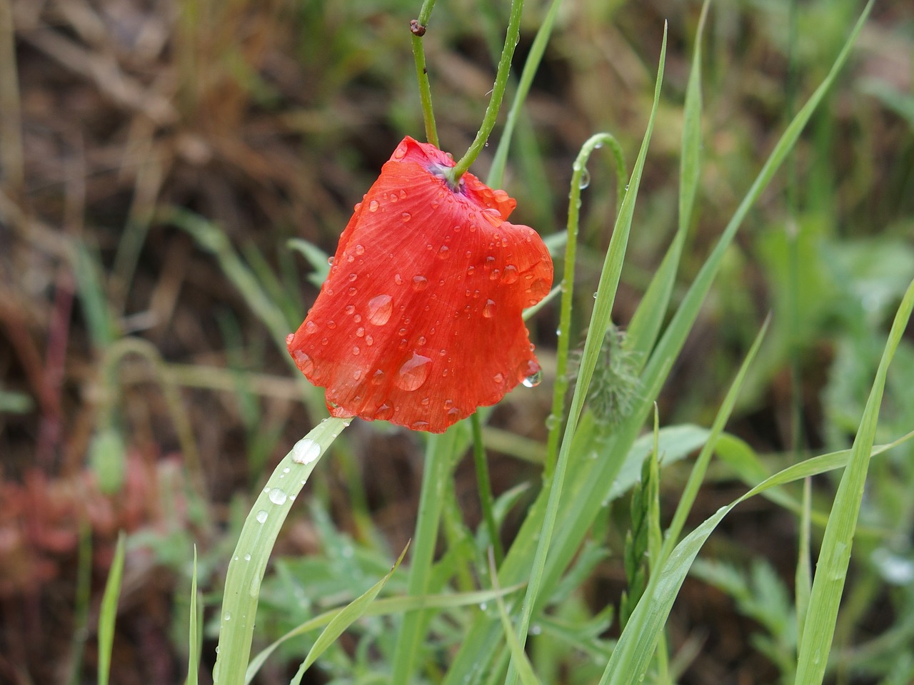 poppy drop of water wet free photo