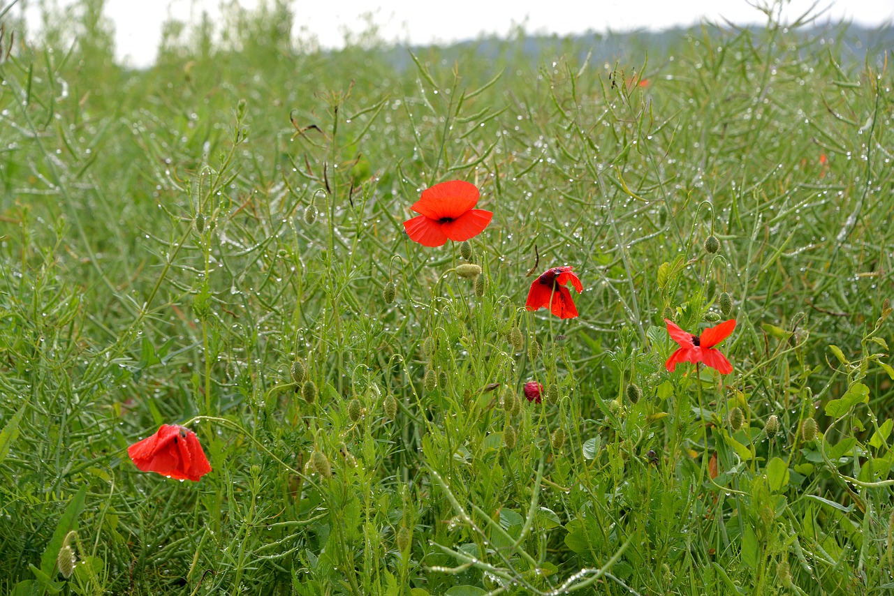 poppy dew rain free photo