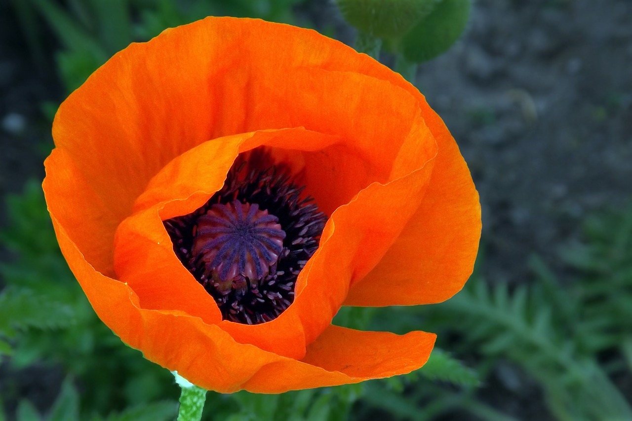 poppy red blossom free photo