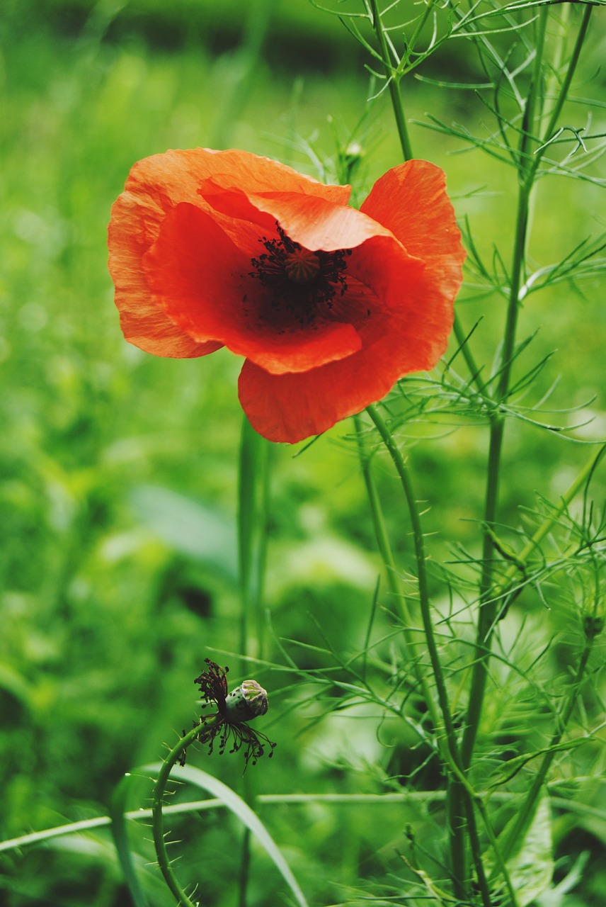 poppy plant flower free photo