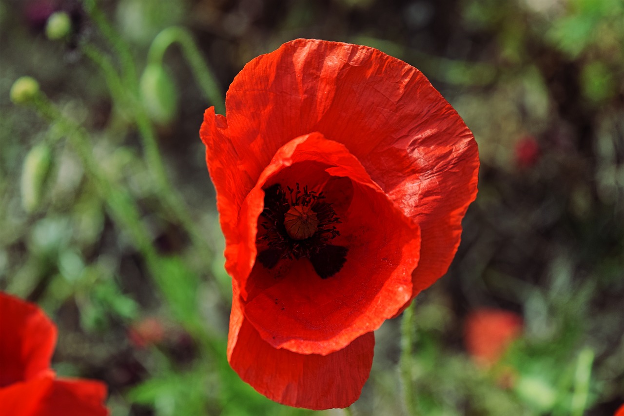 poppy garden prato free photo