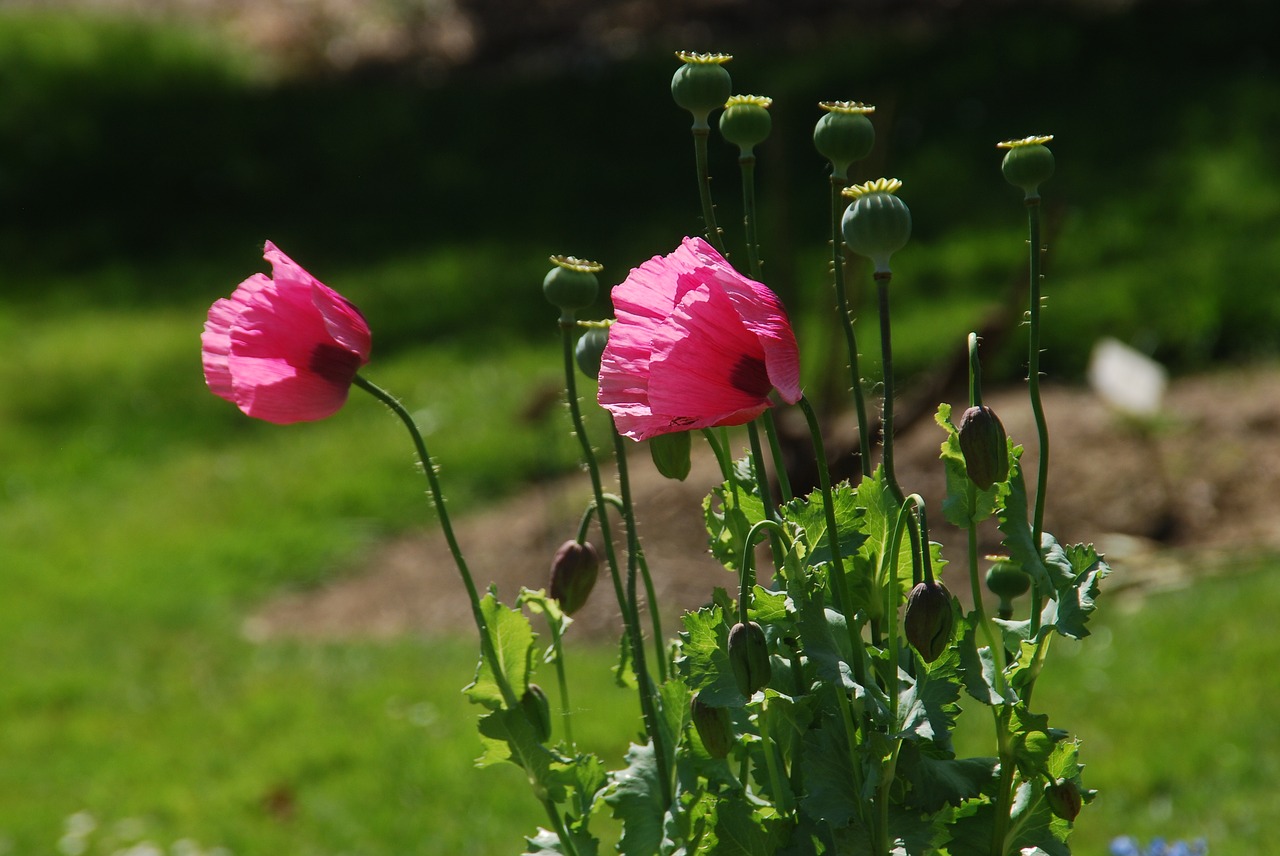 poppy pink summer free photo