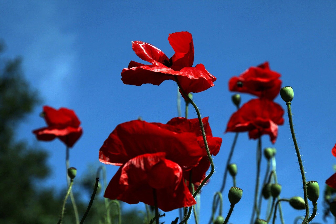 poppy flowers puppy free photo