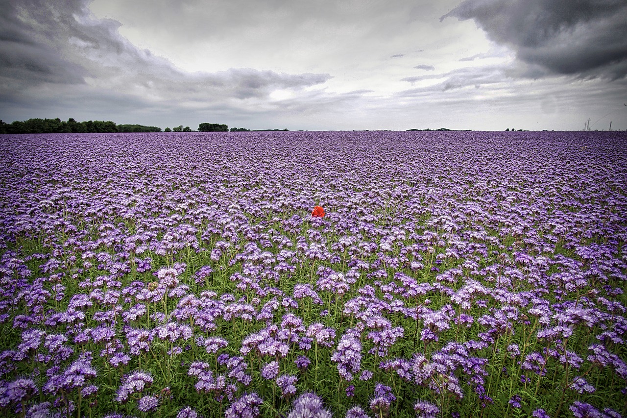 poppy field flowers free photo