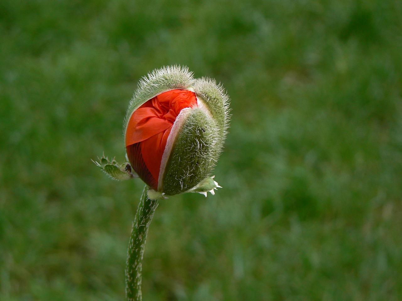 poppy macro red free photo