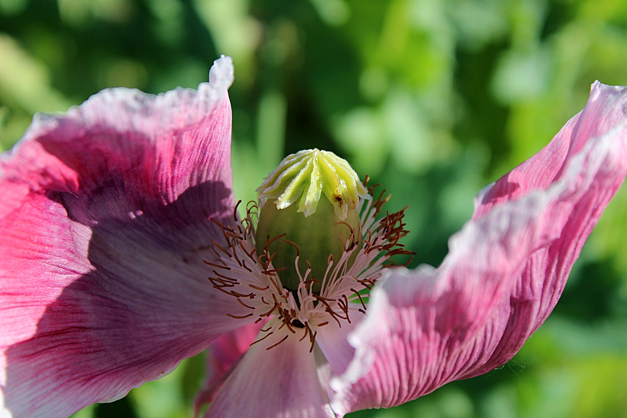 poppy flower blossom free photo