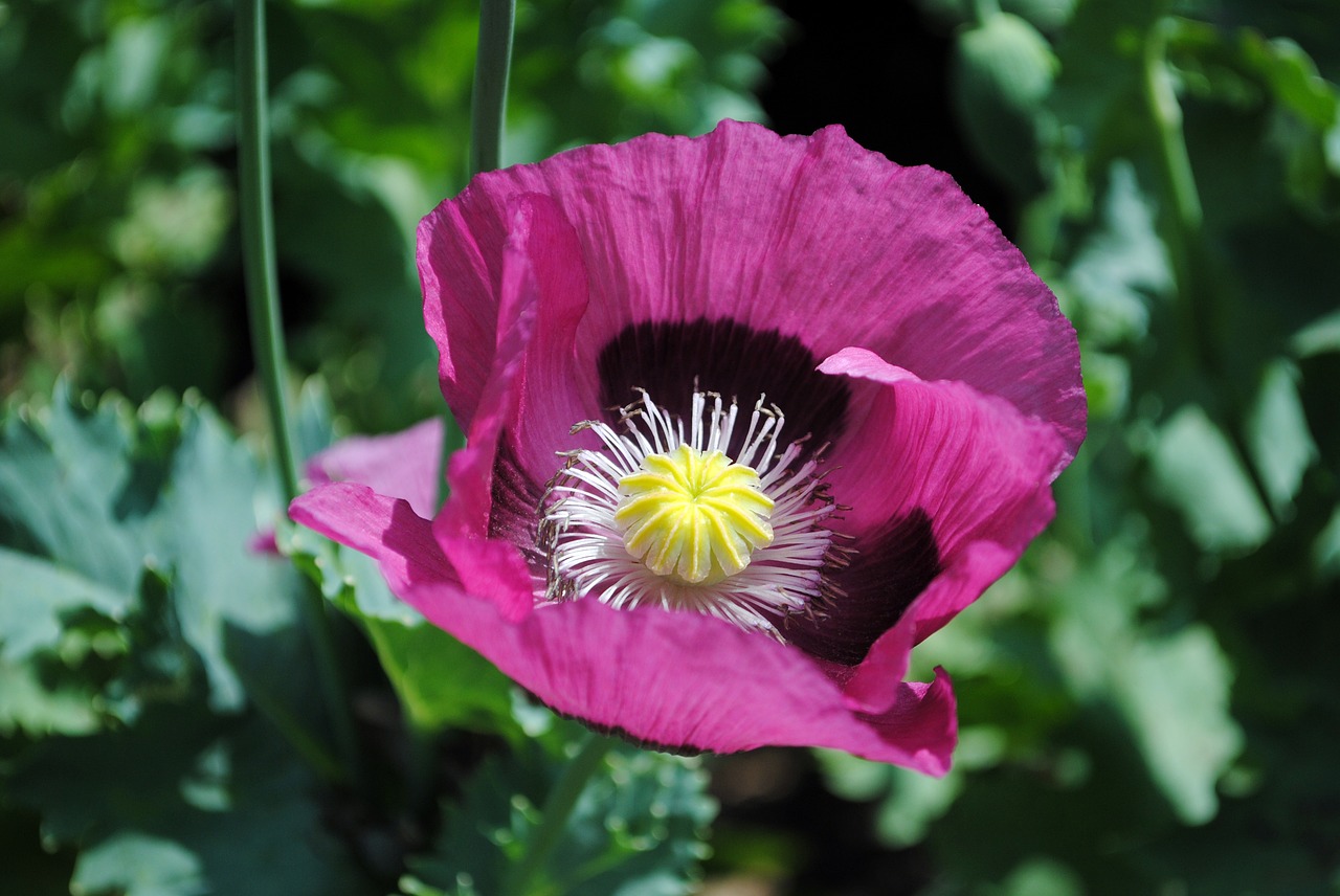 poppy garden flower free photo