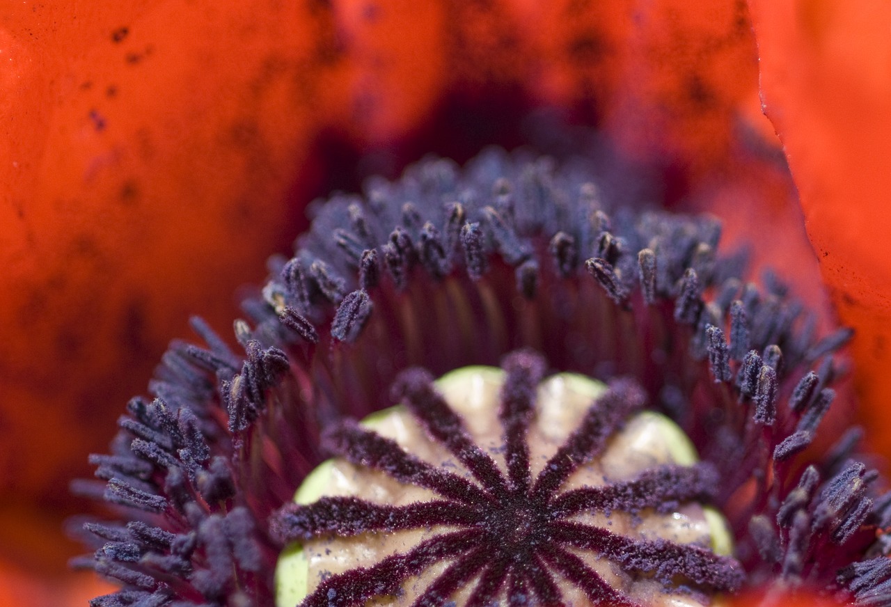 poppy centre bloom free photo