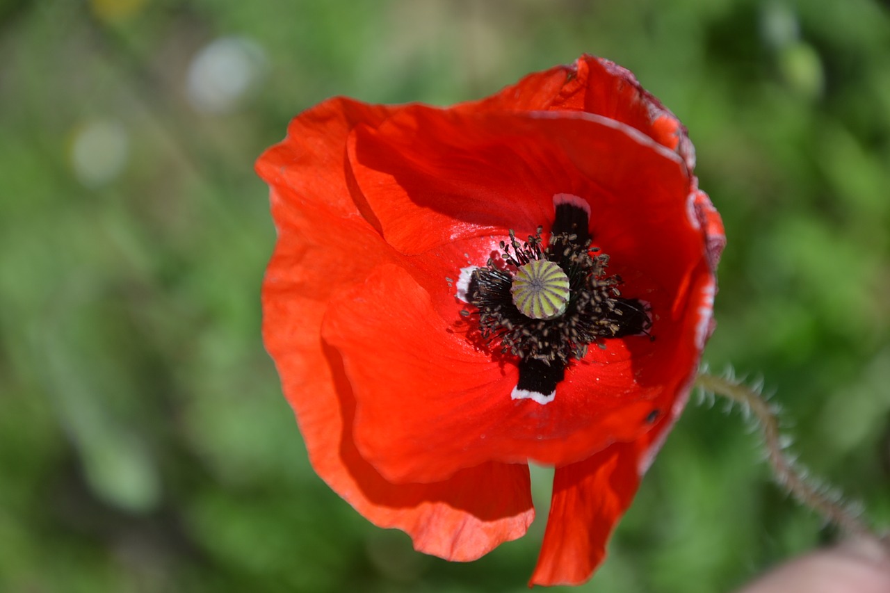 poppy red flower free photo