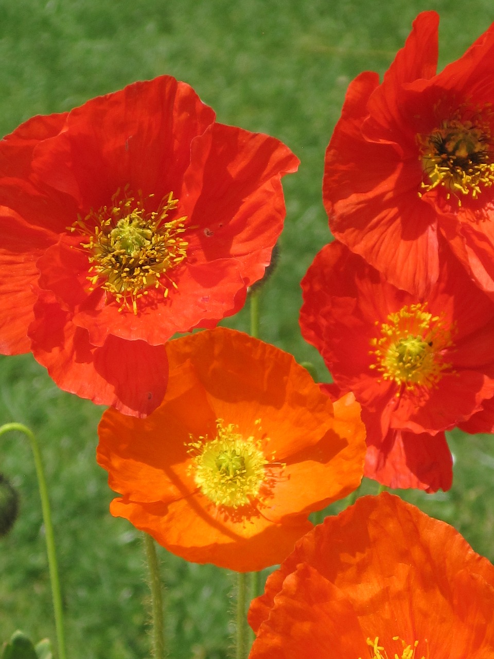 poppy flower red free photo