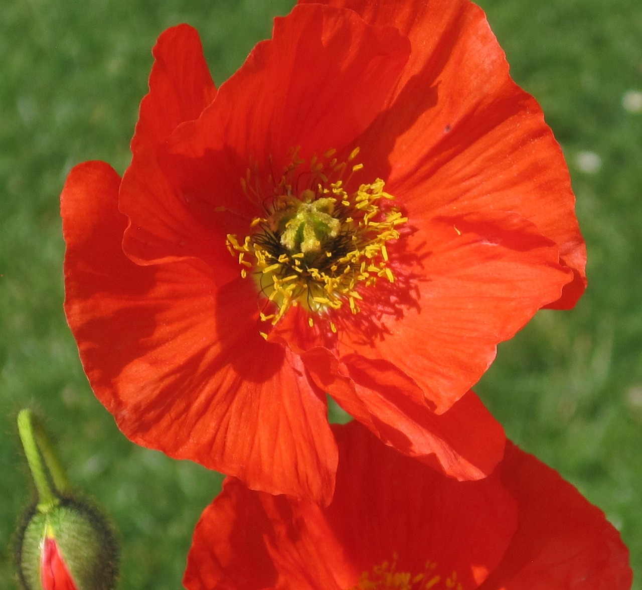 poppy red blossom free photo