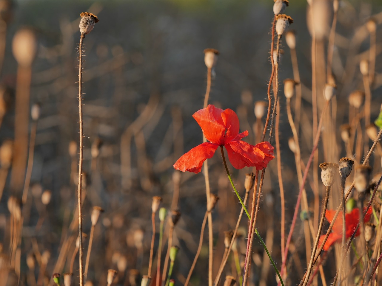 poppy poppy capsules edge of field free photo