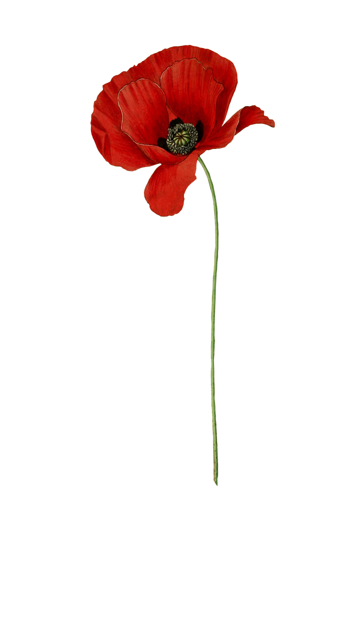 poppy flower plant free photo