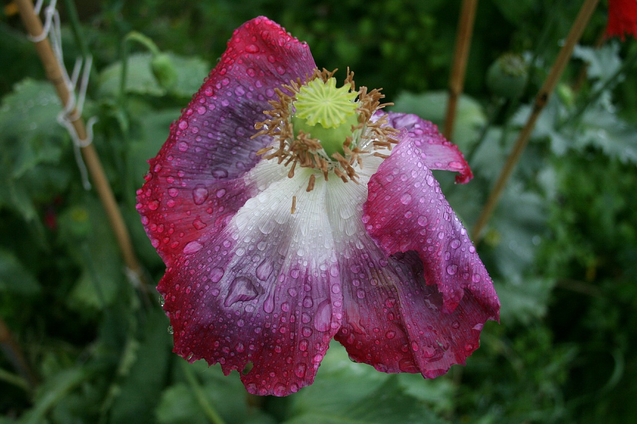 poppy flower raindrops free photo