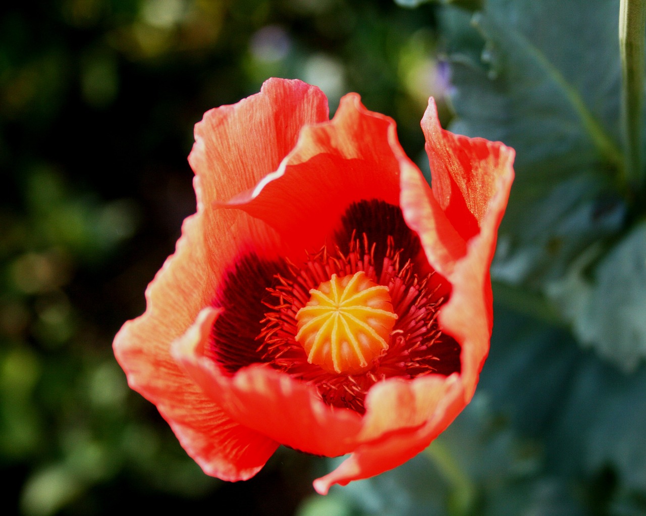 poppy flower open free photo