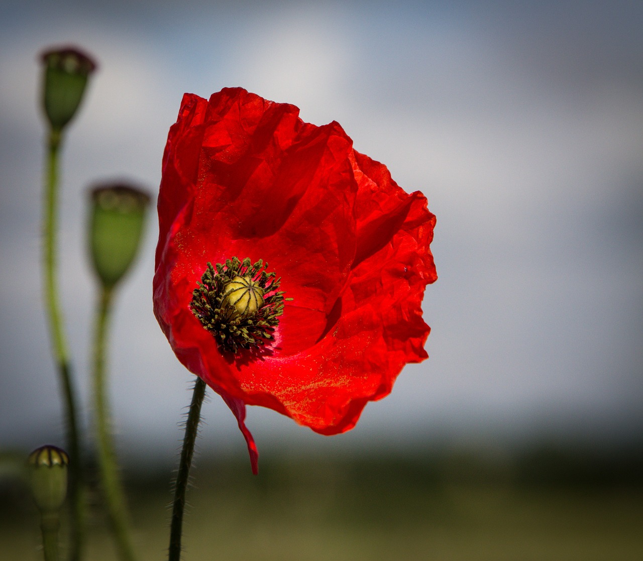 poppy flower red free photo