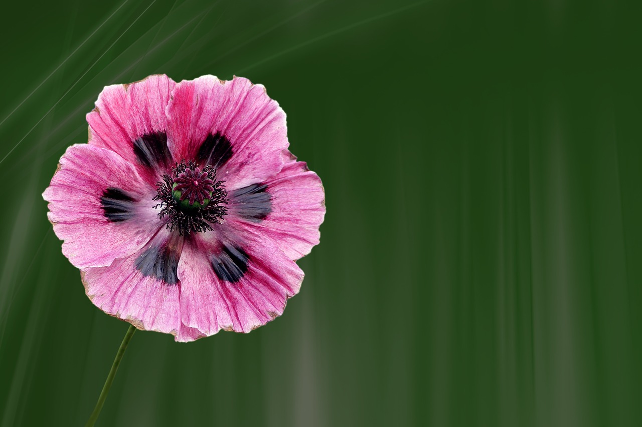 poppy blossom bloom free photo