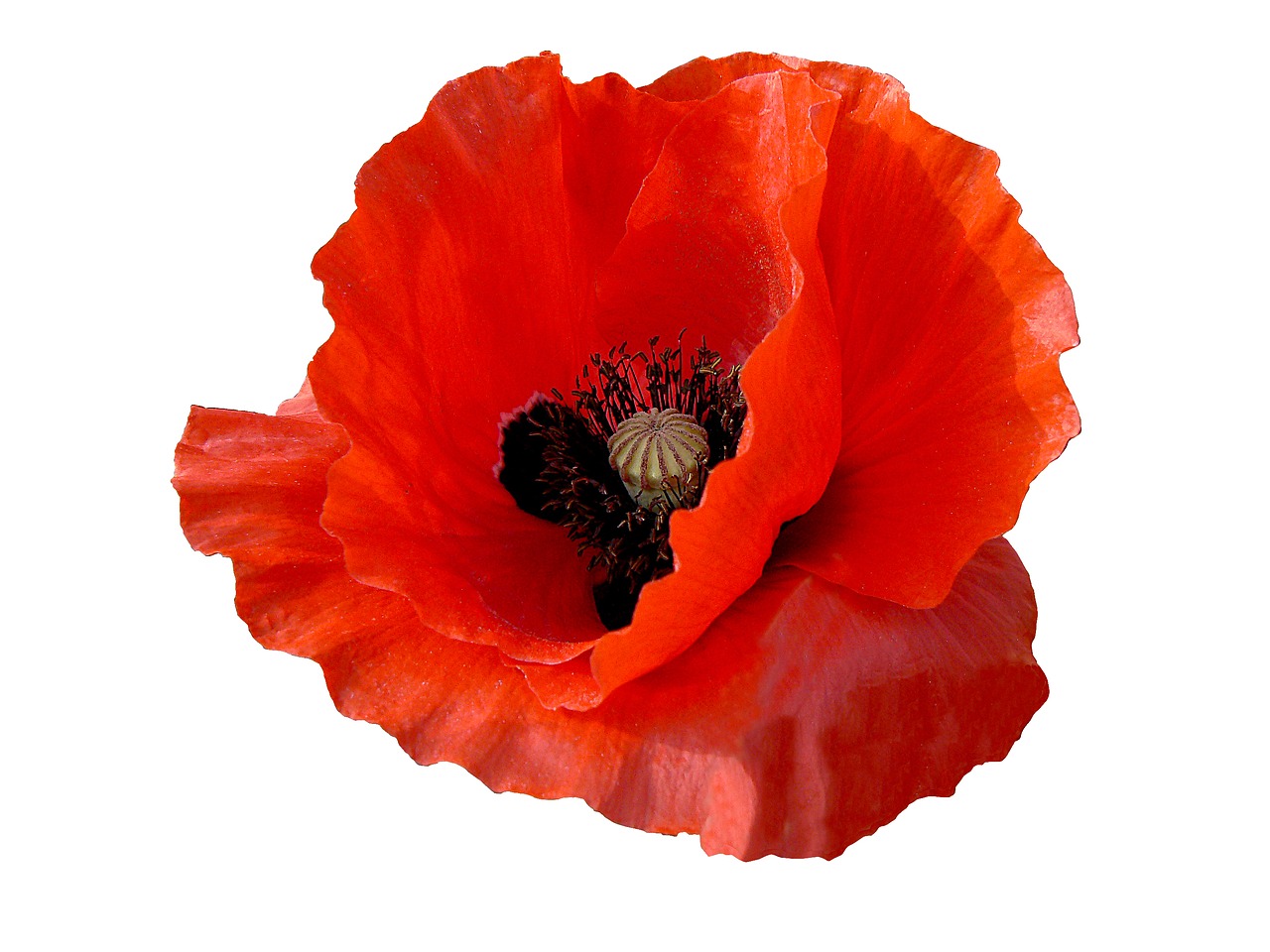 poppy flower petals free photo