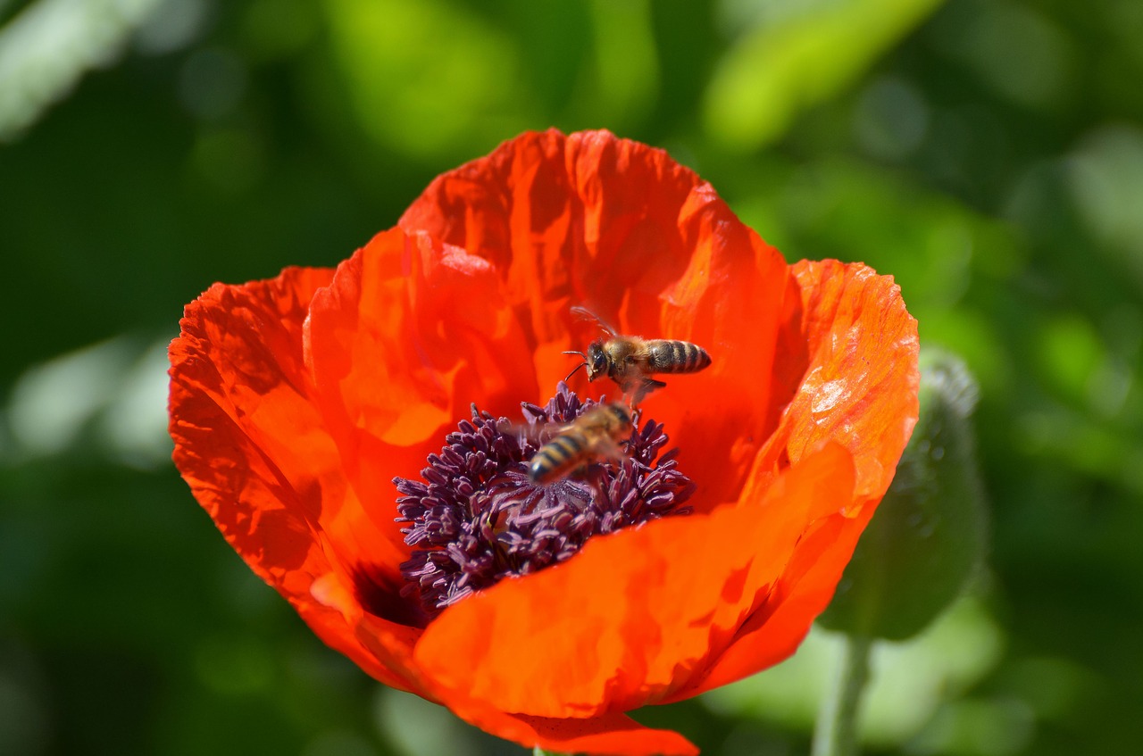 poppy riesen bees free photo