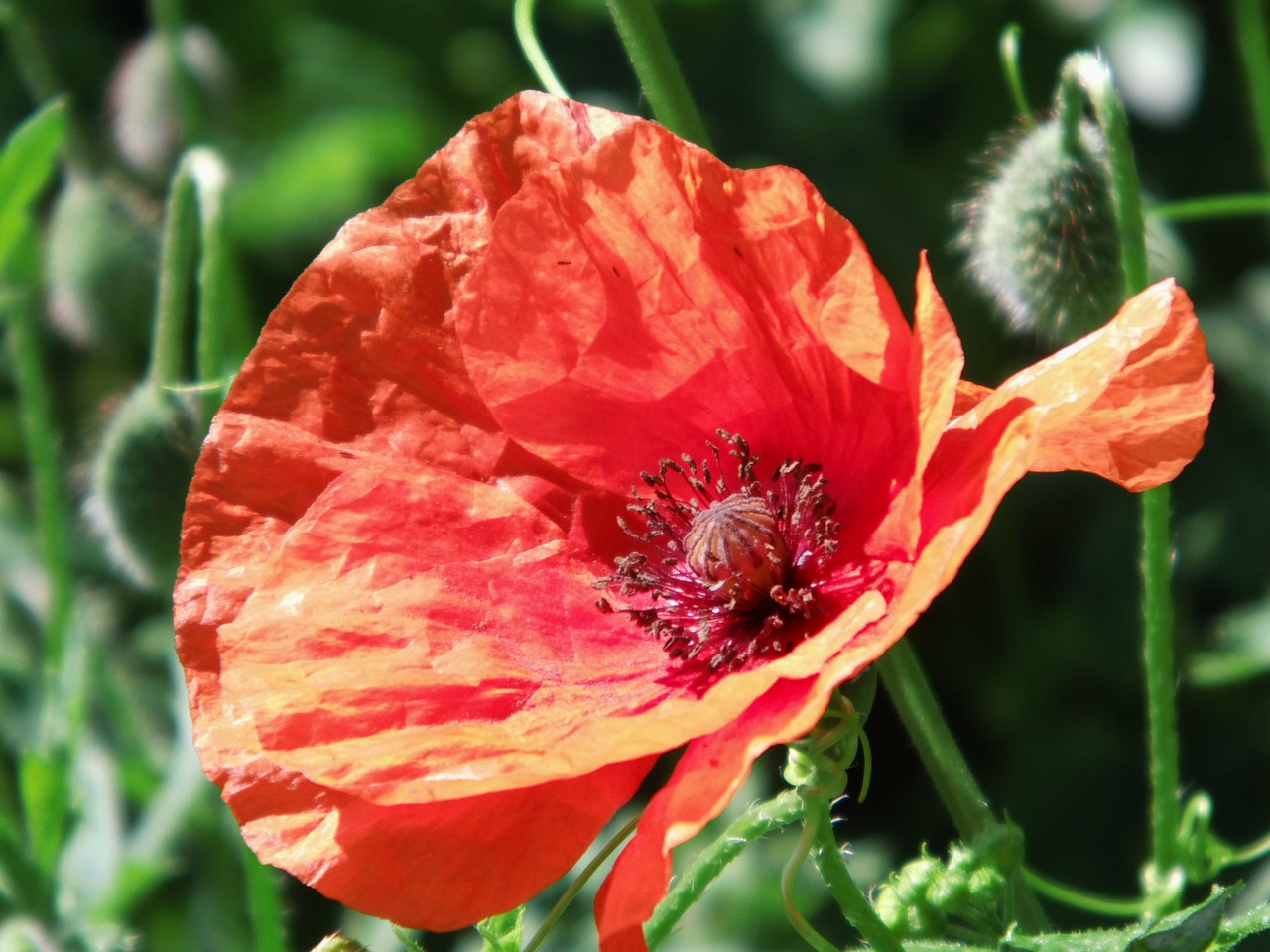 poppy red nature free photo