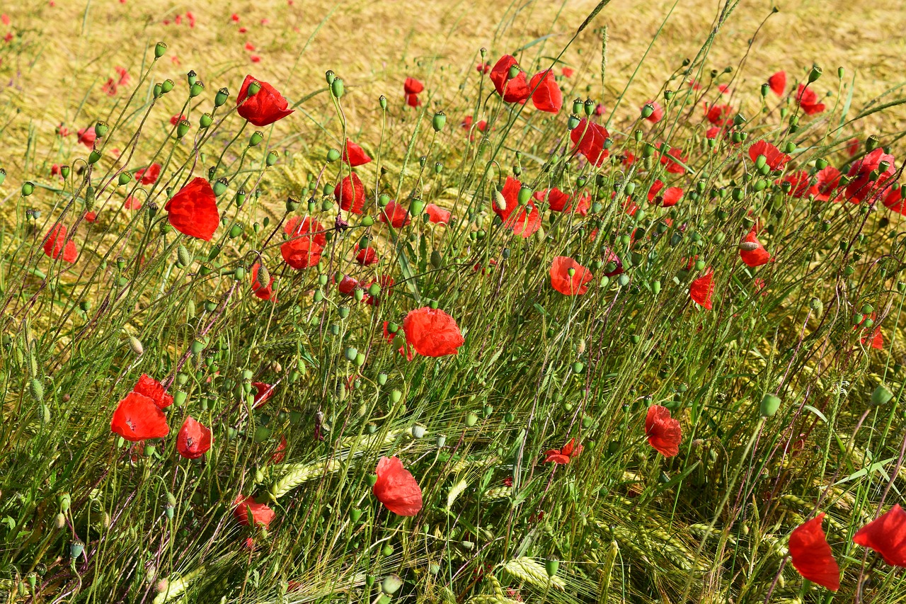 poppy meadow red poppy free photo