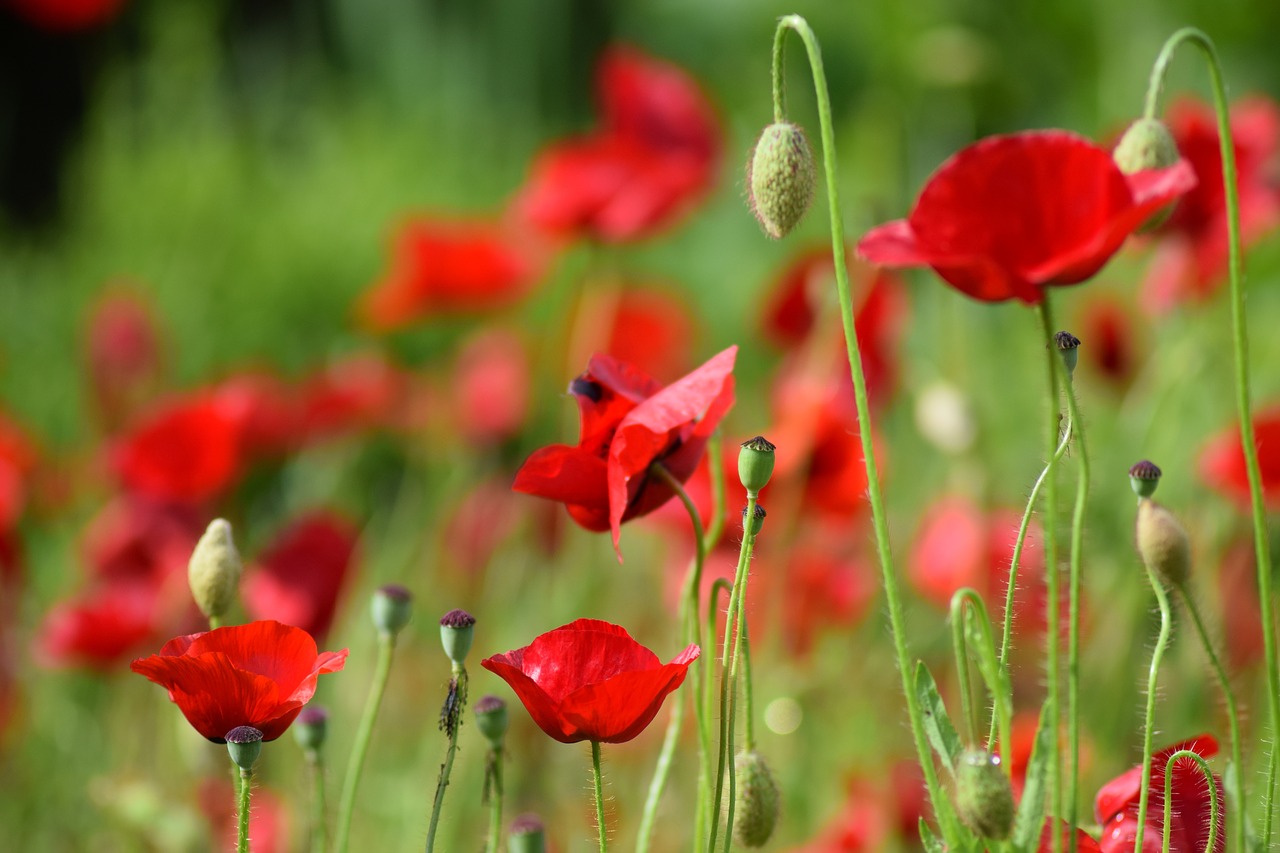 poppy blossom bloom free photo