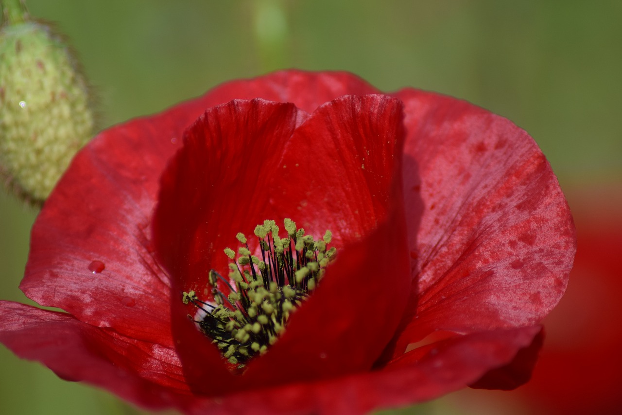 poppy poppy flower summer free photo