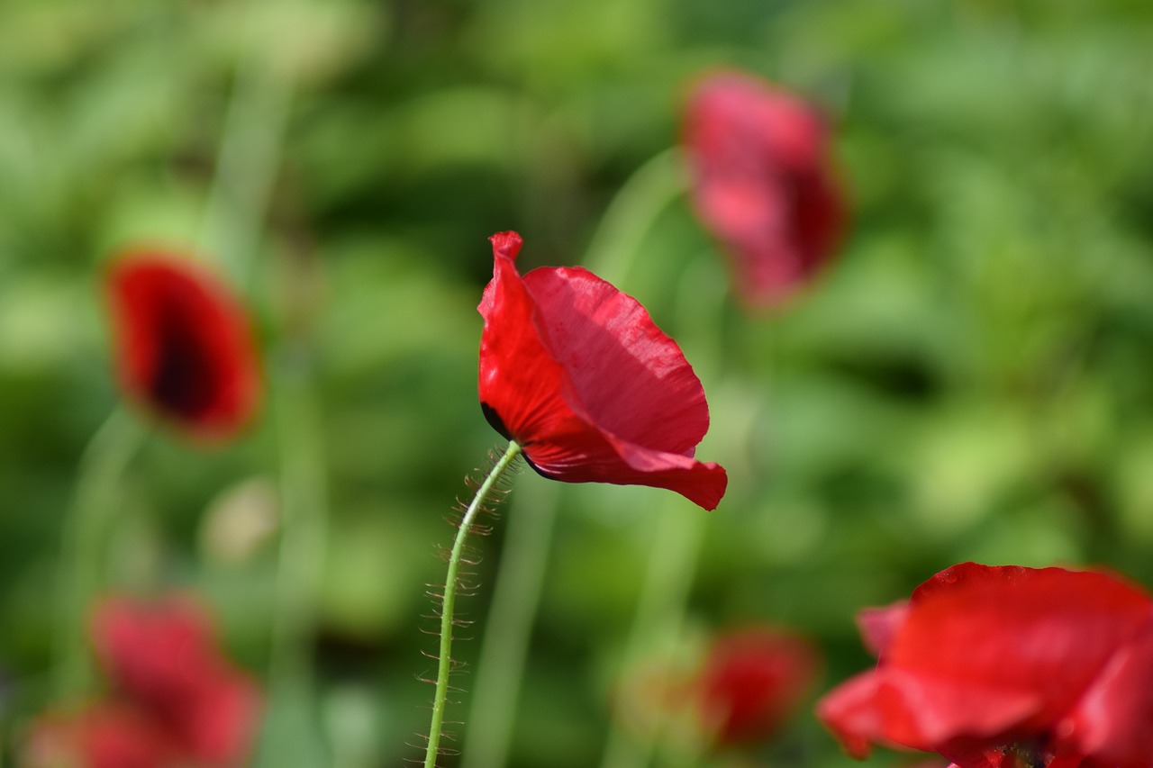 poppy blossom bloom free photo