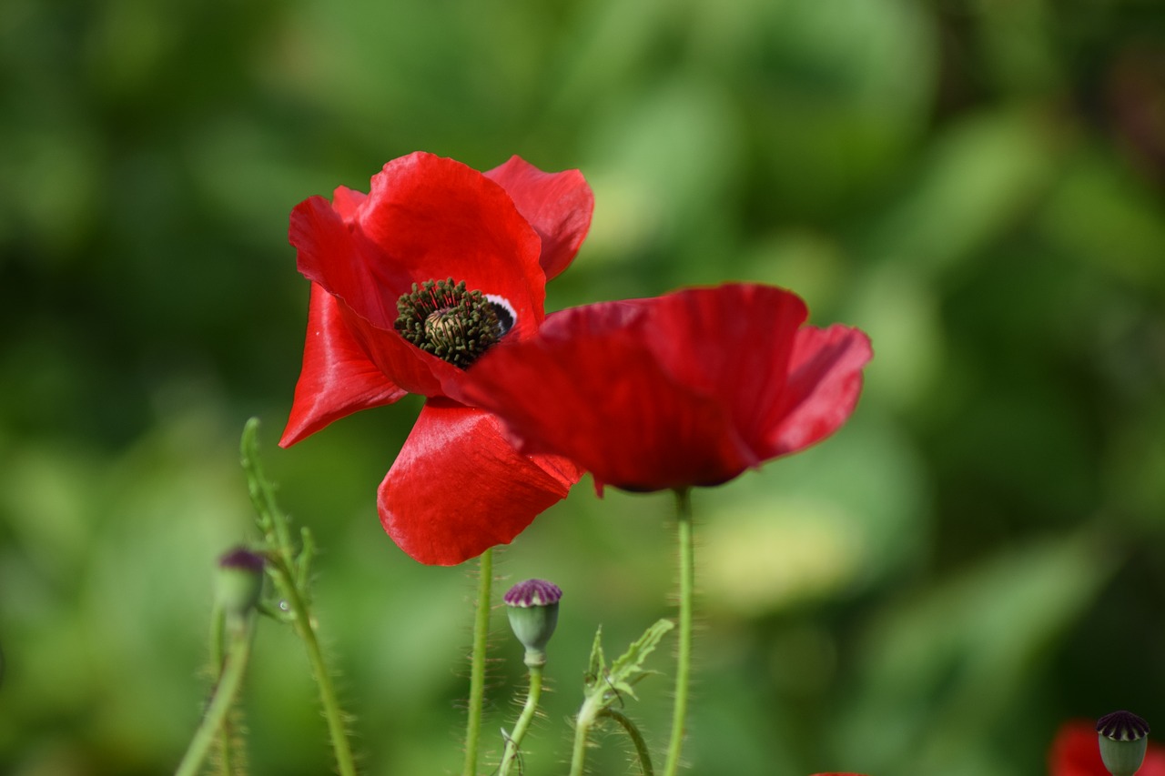 poppy poppy flower summer free photo