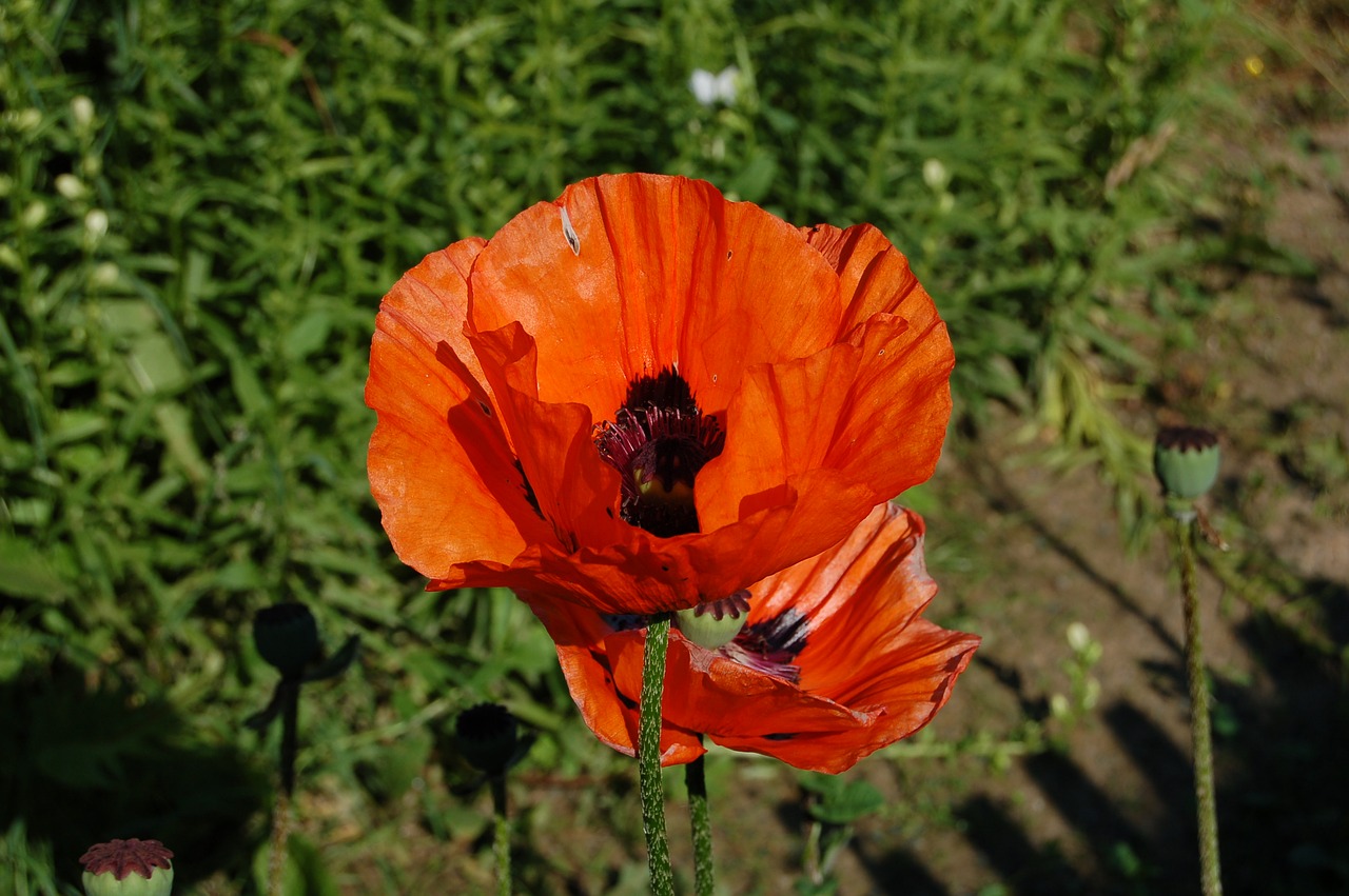 poppy flower poppy flower free photo