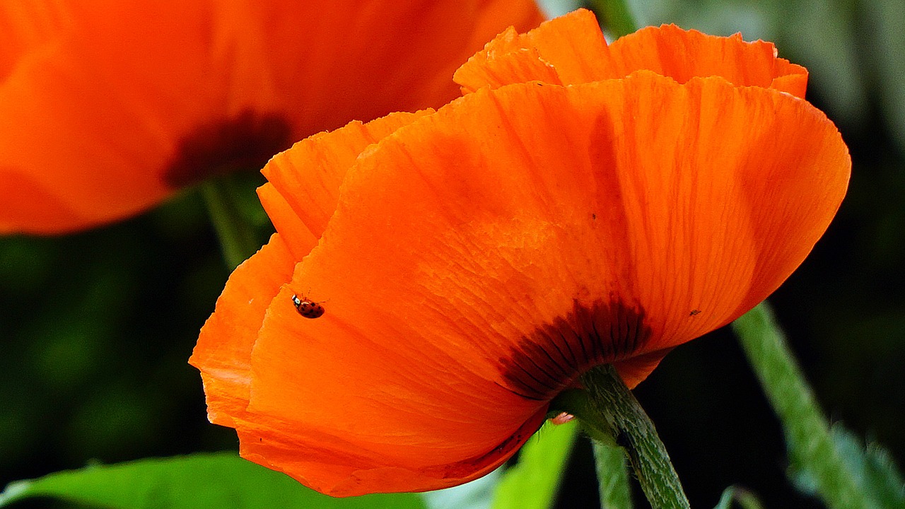 poppy flower red free photo