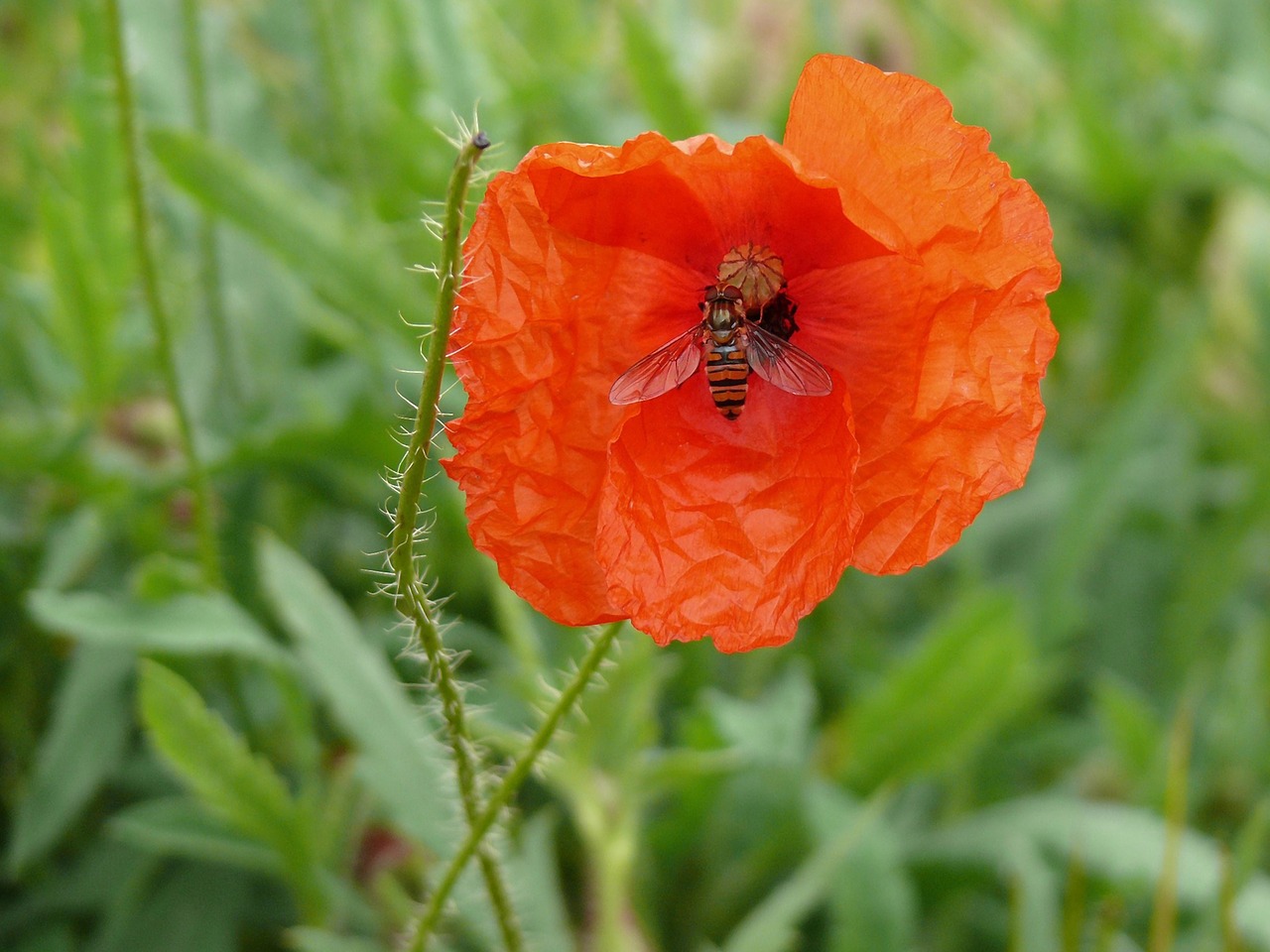 poppy insect wasp free photo