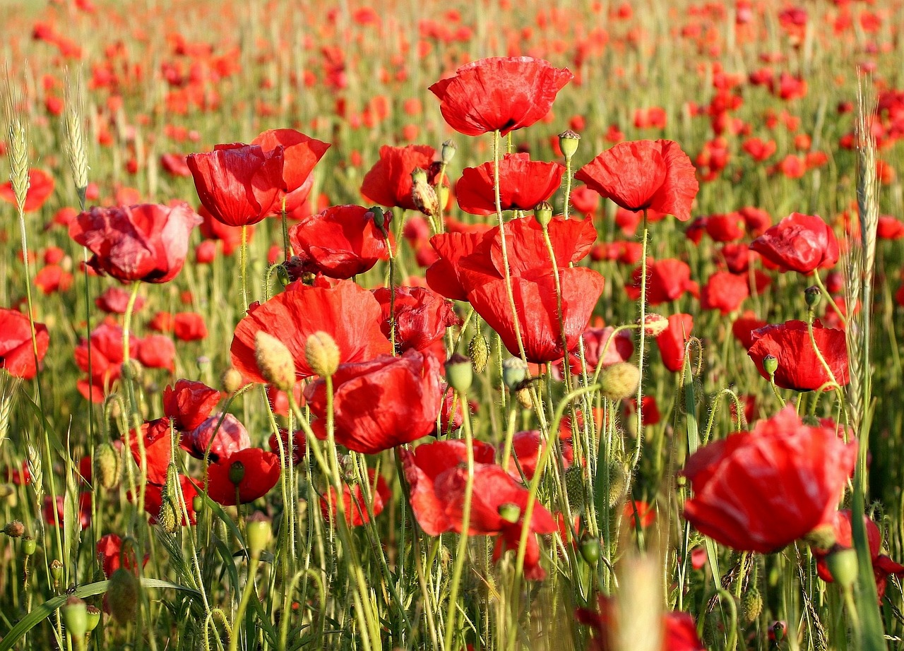 poppy summer red free photo