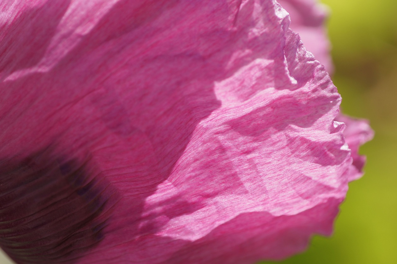 poppy pink mohngewaechs free photo