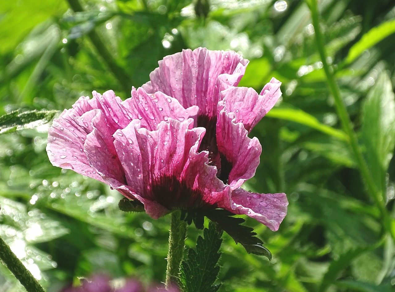 poppy garden summer free photo