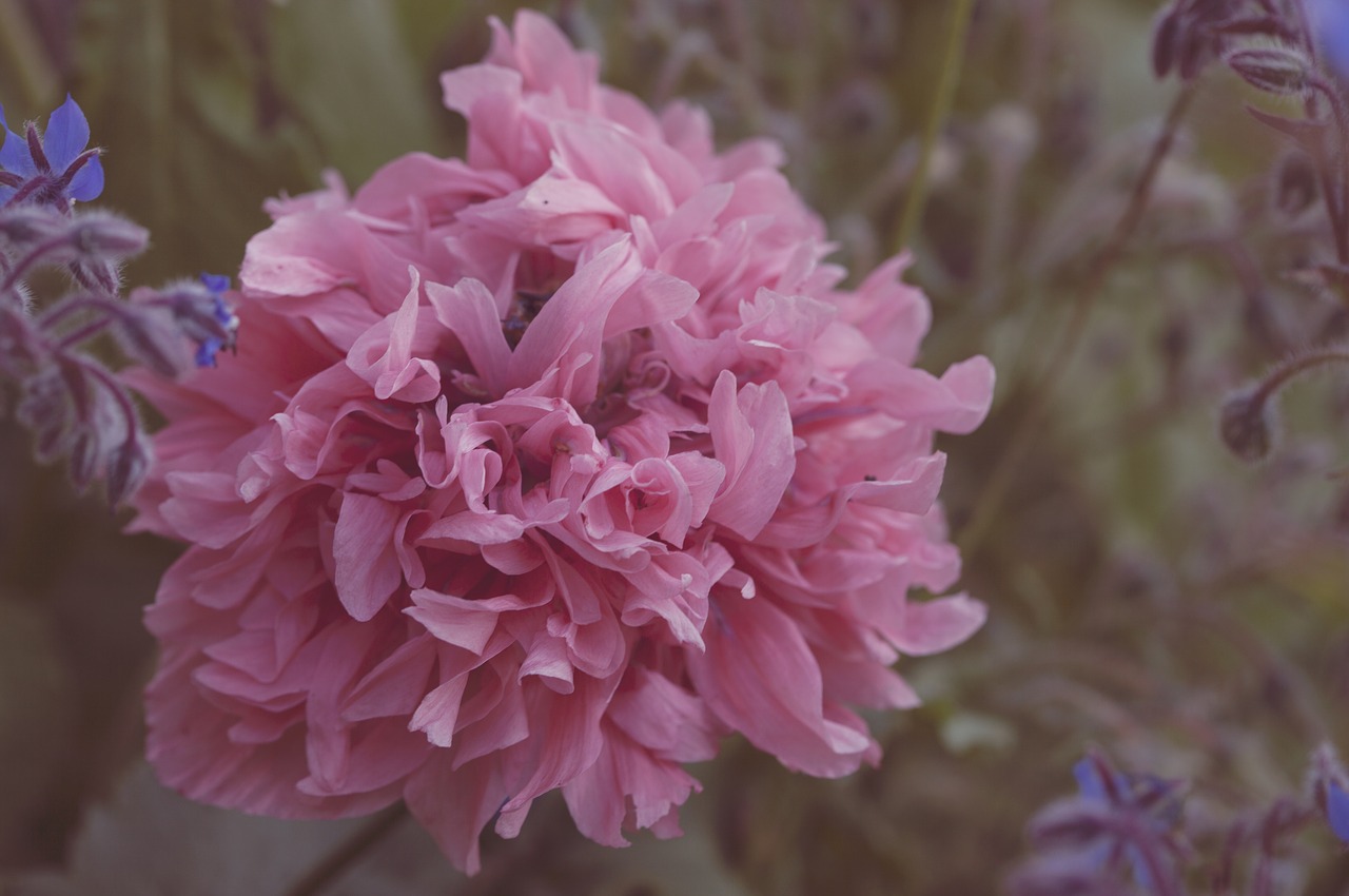 poppy peony flower free photo